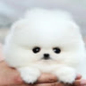 Meet your Posher, Sky